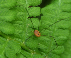Leiobunum bracchiolum