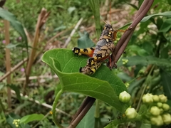 Agroecotettix modestus