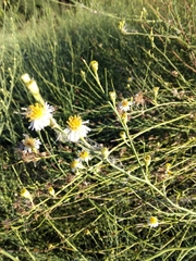 Chloracantha spinosa