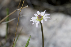 Anemone tuberosa
