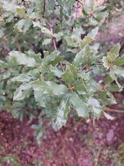 Quercus emoryi