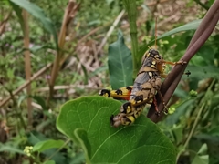 Agroecotettix modestus