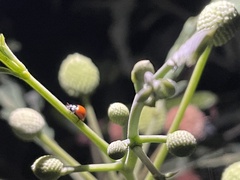 Cycloneda sanguinea