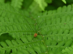 Leiobunum bracchiolum