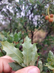 Quercus emoryi
