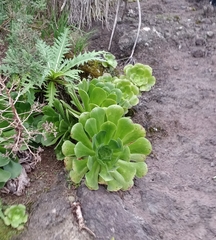 Aeonium canariense subsp. canariense image