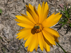 Stratiomyini
