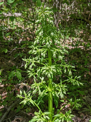 Frasera caroliniensis