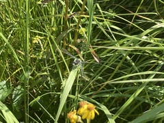 Leucorrhinia frigida