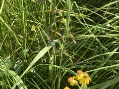 Leucorrhinia frigida