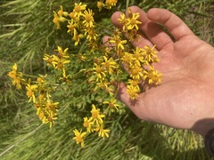 Packera schweinitziana