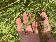 Packera schweinitziana