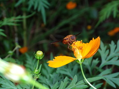Esenbeckia