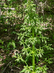 Frasera caroliniensis