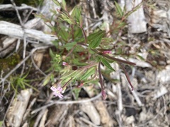 Epilobium ciliatum