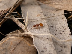 Meranoplus