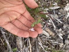 Epilobium ciliatum
