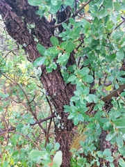 Quercus grisea