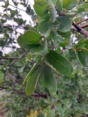 Quercus grisea
