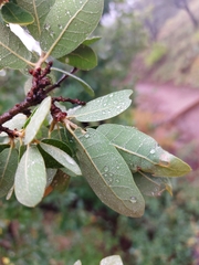 Quercus grisea
