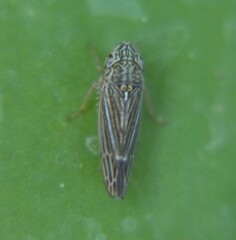 Graphocephala