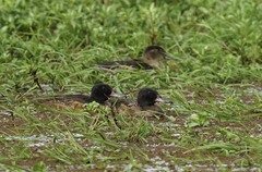 Heteronetta atricapilla