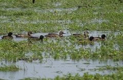 Heteronetta atricapilla