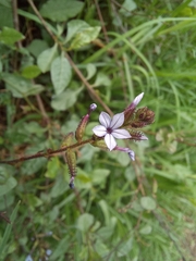 Plumbago pulchella
