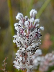 Spatalla propinqua