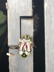 Eupoecila australasiae