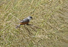 Sporophila palustris