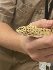 Eublepharis macularius