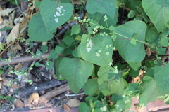 Salpianthus purpurascens