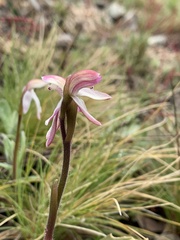 Caladenia alpina