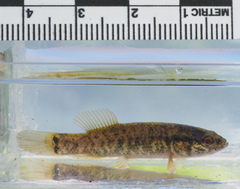Umbra limi