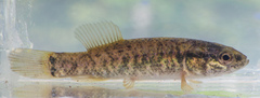 Umbra limi