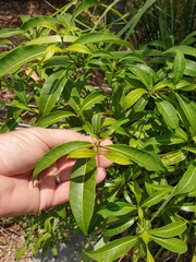 Tabernaemontana pandacaqui