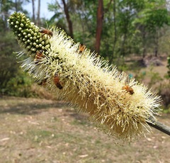 Xanthorrhoea macronema