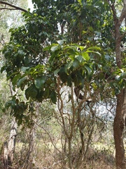 Auranticarpa rhombifolia