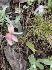 Caladenia alpina