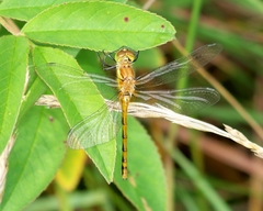 Sympetrum obtrusum