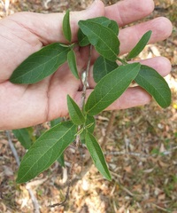 Clerodendrum tomentosum
