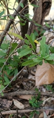 Billardiera scandens