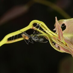 Camponotus aeneopilosus