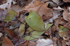 Clintonia borealis