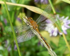 Sympetrum obtrusum