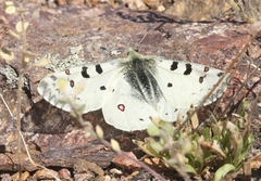 Parnassius smintheus