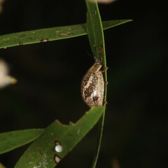 Paropsisterna semifumata