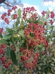 Angophora hispida