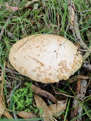 Amanita ochrophylla